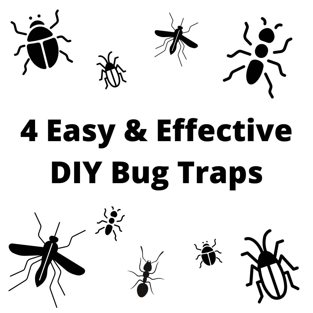 4 Easy & Effective DIY Bug Traps - Bug Soother: Bug Repellent